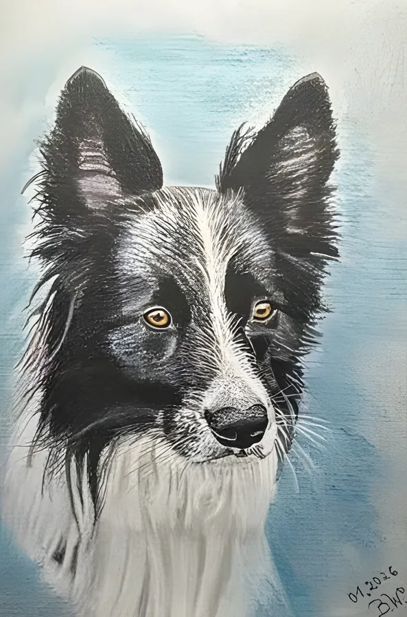 Pastellportrait eines schwarz-weißen Border Collies vor blauem Hintergrund