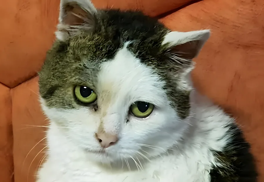 Foto einer grau-weißen Katze mit grünen Augen auf einem orangefarbenen Sofa
